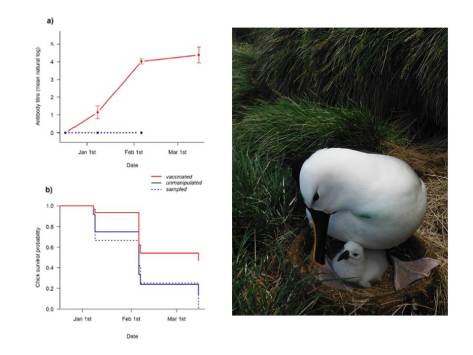 Fig_yna_chick_ConservLetters